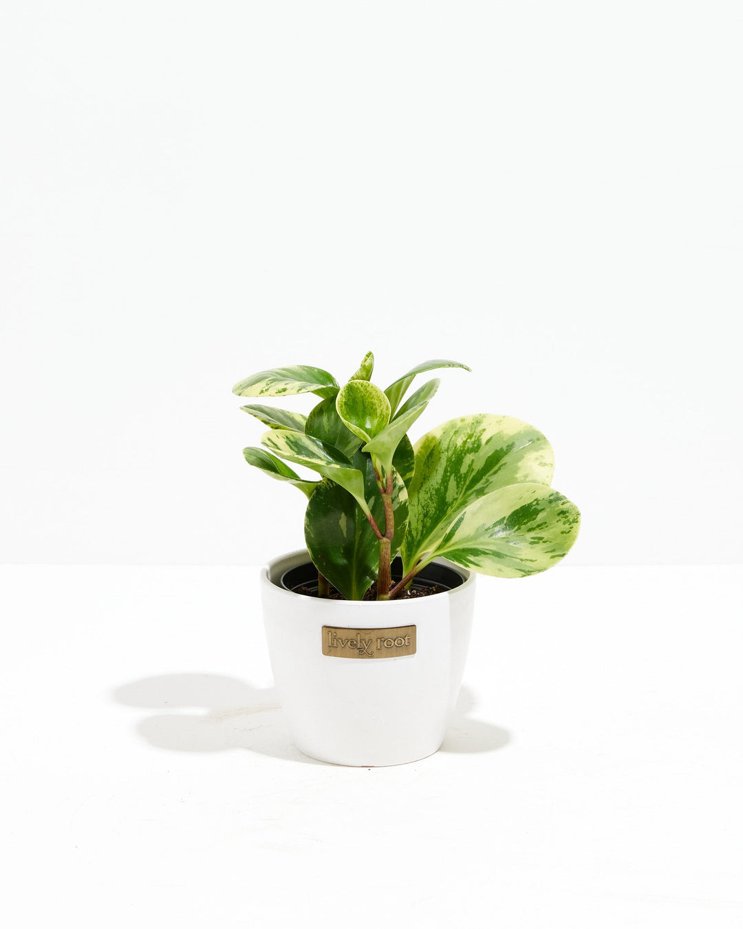 Peperomia Lemon Lime, 4-inch in white ceramic pot with Lively Root tag, variegated compact peperomia with chartreuse and sage-green patterned leaves