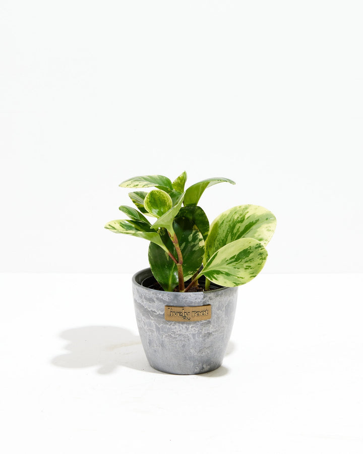 Peperomia Lemon Lime, 4-inch in grey concrete weathered ceramic pot, bright lime-green variegated foliage with darker green splashing, low-maintenance indoor plant