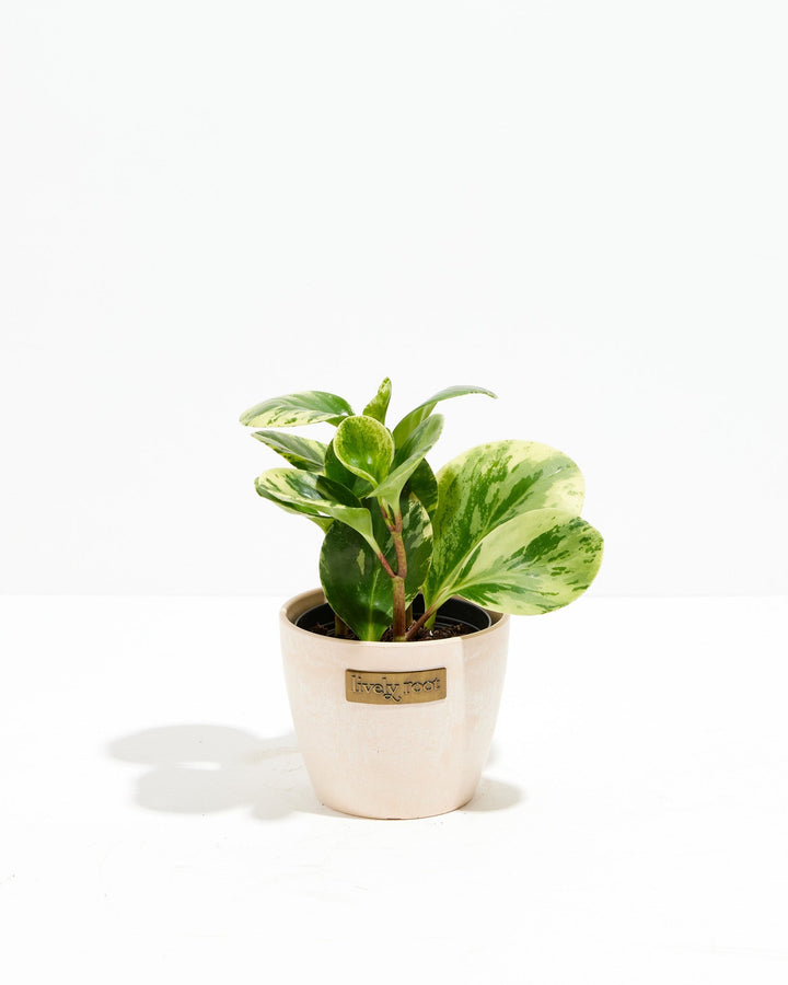 Peperomia Lemon Lime, 4-inch in cream ceramic pot with Lively Root logo, variegated peperomia with chartreuse and forest green patterned foliage, tabletop succulent