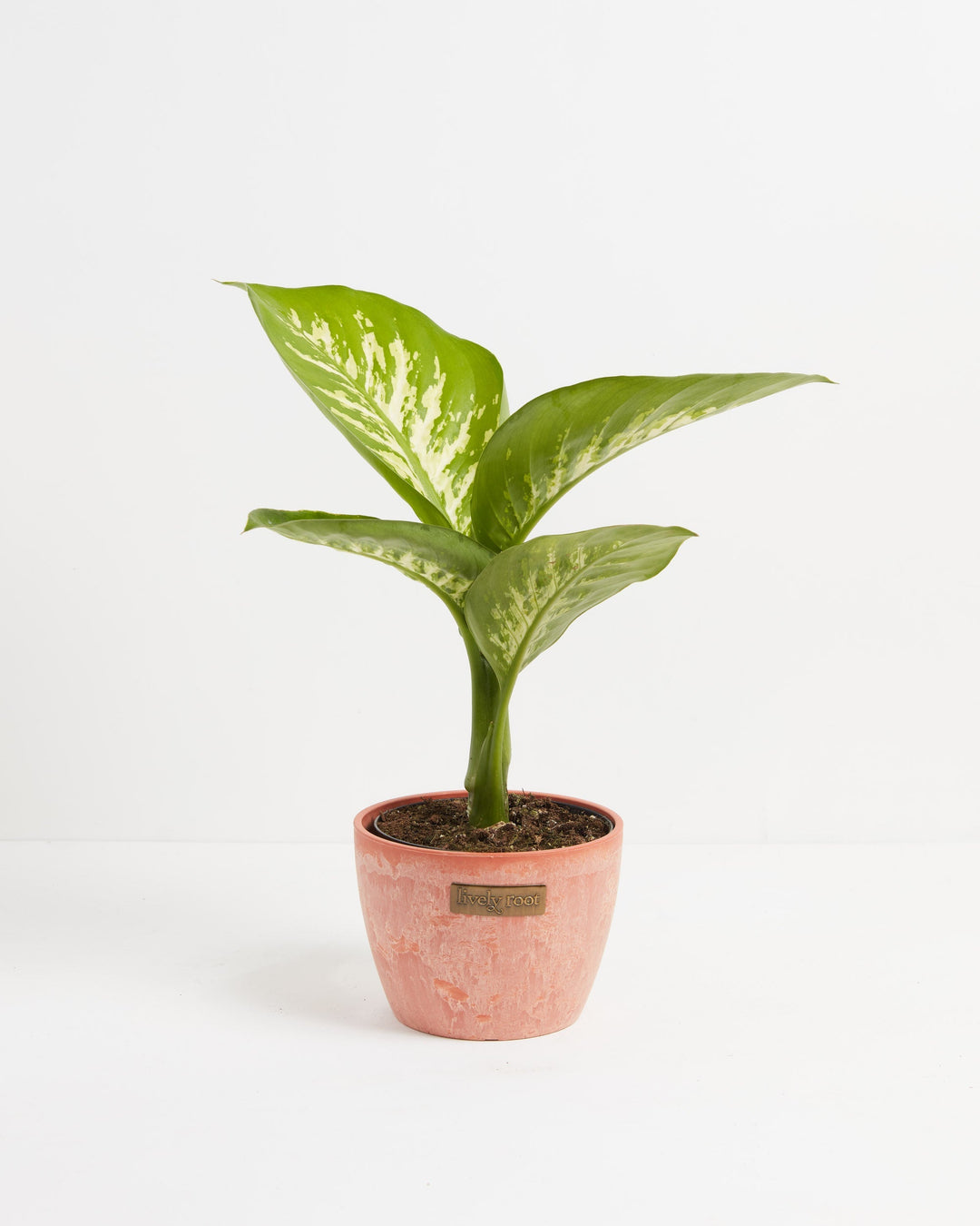 Dieffenbachia Tropic Snow