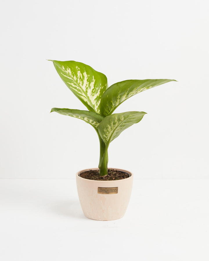 Dieffenbachia Tropic Snow