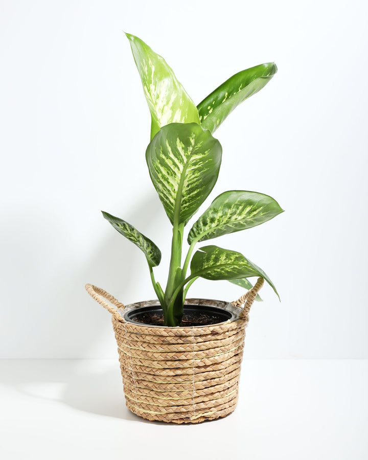 Dieffenbachia Tropic Snow