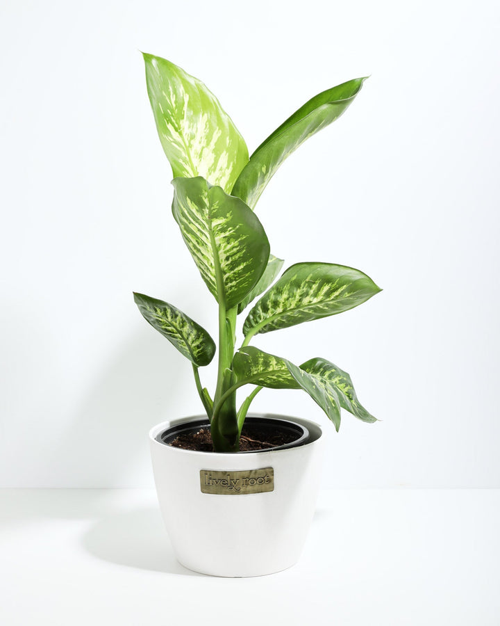 Dieffenbachia Tropic Snow