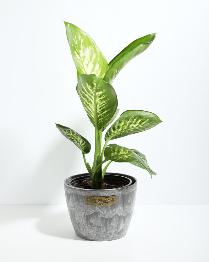 Dieffenbachia Tropic Snow