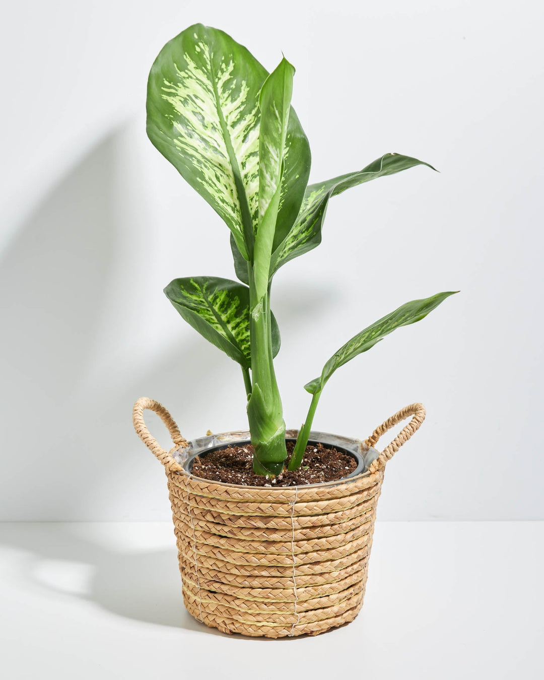 Dieffenbachia Tropic Snow