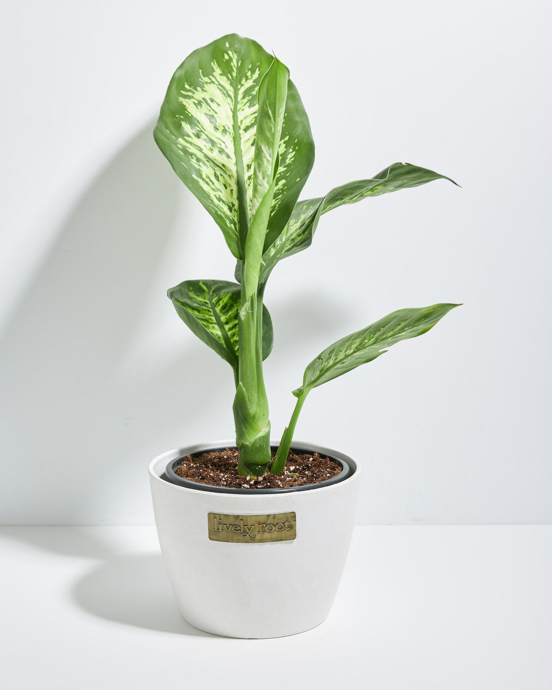 Dieffenbachia Tropic Snow