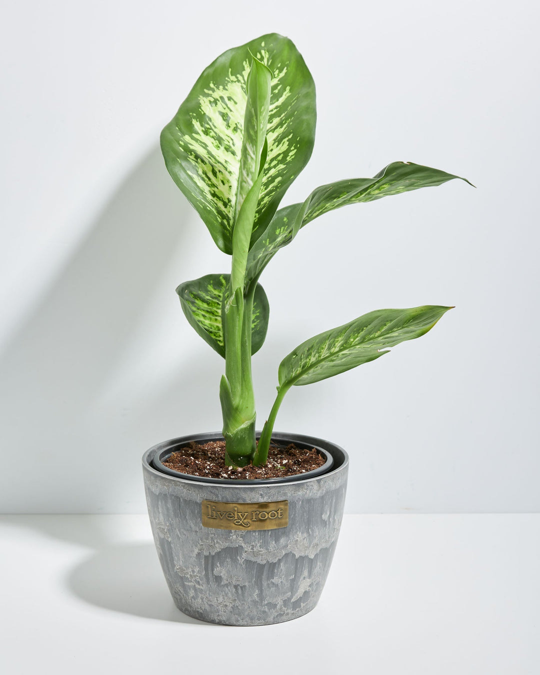 Dieffenbachia Tropic Snow