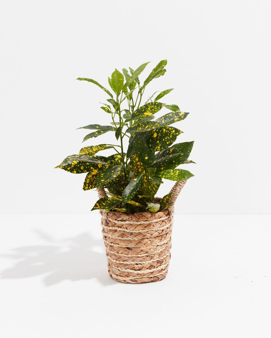 Gold Dust Croton (Codiaeum variegatum 'Gold Dust') with variegated yellow-speckled foliage in natural woven seagrass basket, vibrant tropical houseplant for indoors.