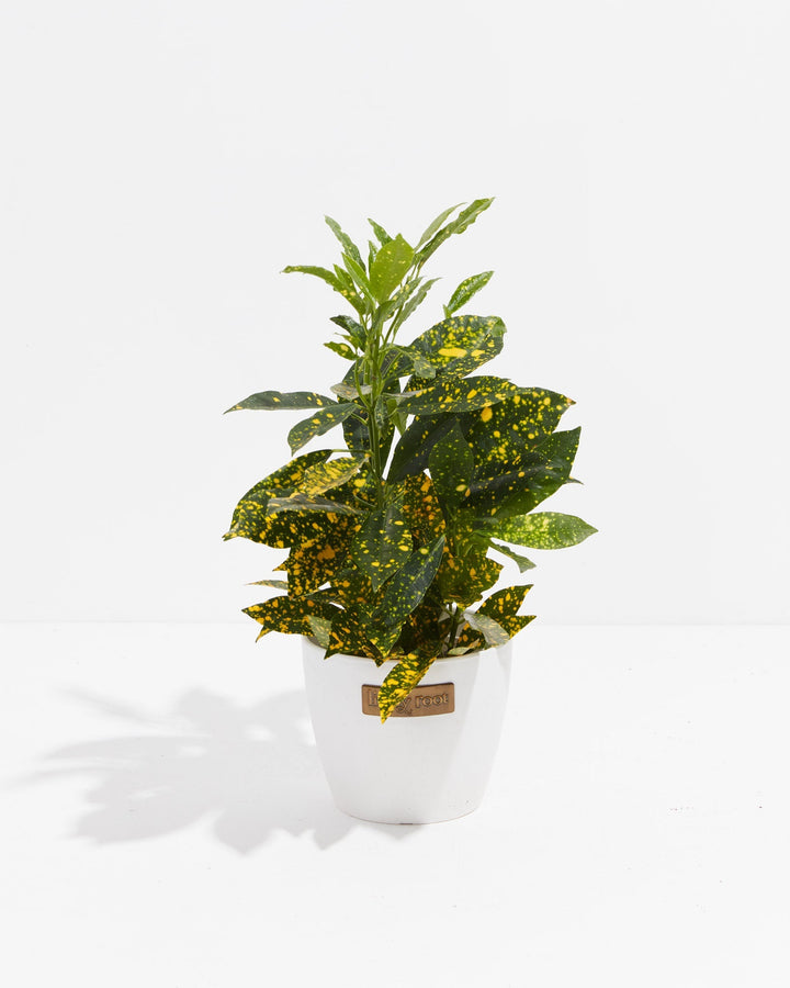 Gold Dust Croton in cream-white eco ceramic pot with vibrant variegated spotted leaves and new growth, easy-care tropical houseplant for sunny windowsills.