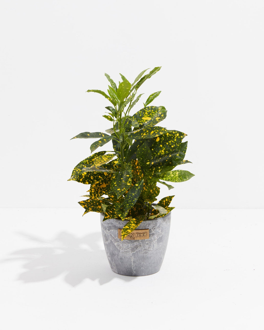 Gold Dust Croton in modern grey textured sustainable planter featuring yellow-dotted dark green foliage and woody stems, bold colorful indoor tropical plant.