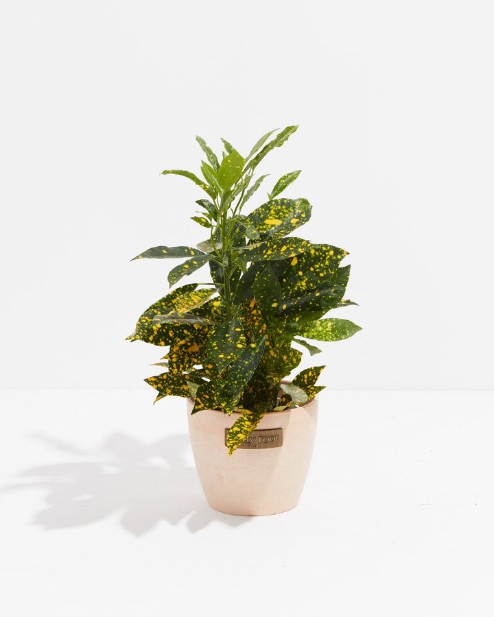 Gold Dust Croton potted in sustainable pale eco planter with dense spotted leaves and upright branching structure, compact colorful foliage plant for bright spaces.