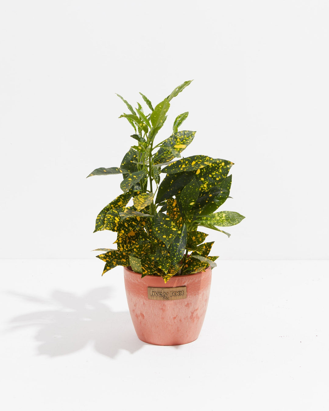 Variegated Gold Dust Croton in warm peachy-terracotta eco-friendly pot with lance-shaped spotted leaves, tropical accent plant for warm home decor styling.