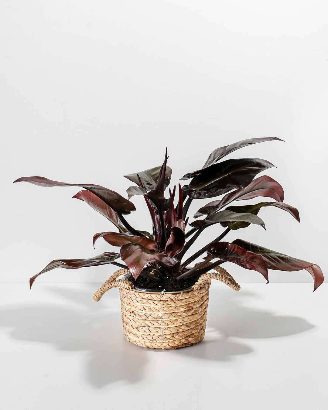 Philodendron Black Cardinal, 6-inch in natural woven seagrass basket, tropical houseplant with dark burgundy-red and black glossy foliage, climbing philodendron variety