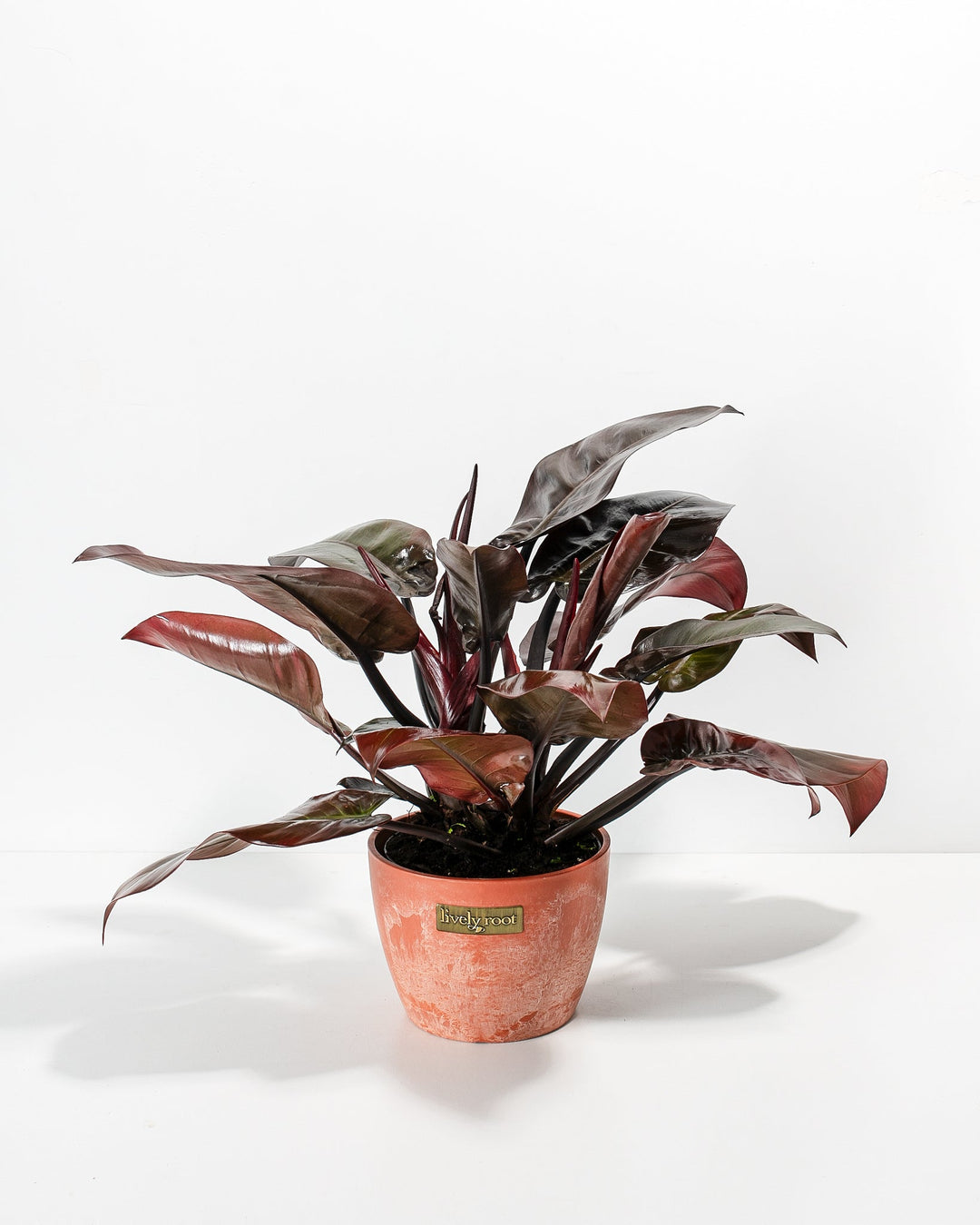 Philodendron Black Cardinal in 6-inch coral terracotta textured planter, dark foliage houseplant with burgundy-tinged petioles and glossy waxy leaflets, tropical cultivar