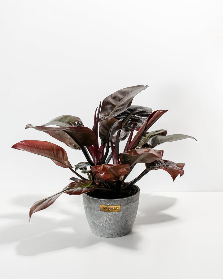 Philodendron Black Cardinal, 6-inch in grey concrete weathered pot, dramatic dark burgundy-black foliage with metallic sheen, low-light tolerant houseplant
