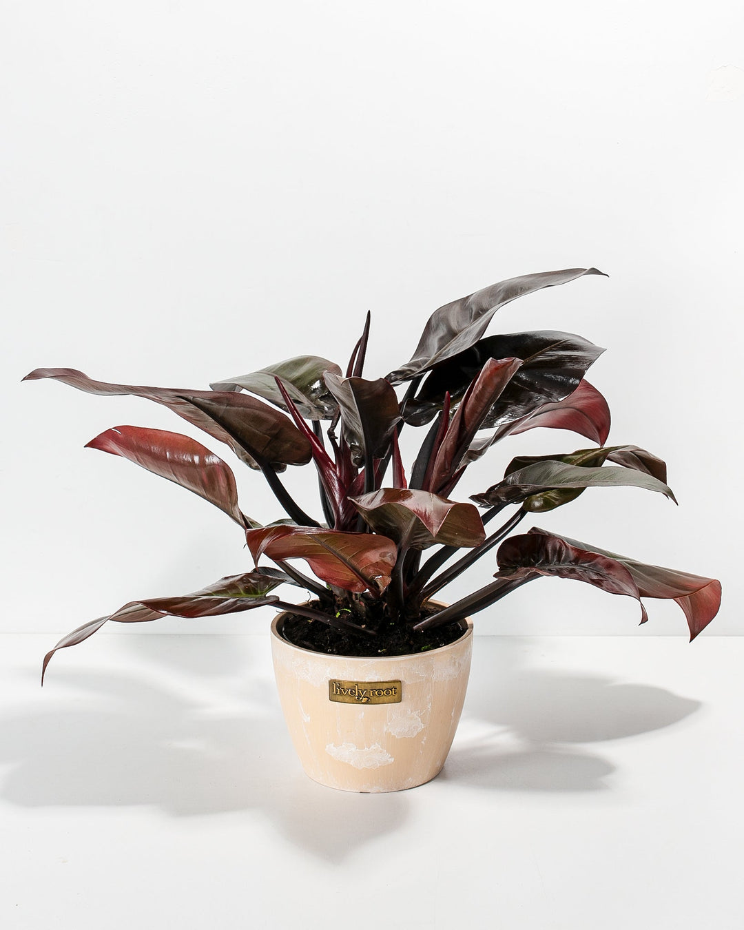 Philodendron Black Cardinal, 6-inch in cream ceramic pot with Lively Root logo, compact plant with wine-red stems and deep black-burgundy arrow-shaped leaves