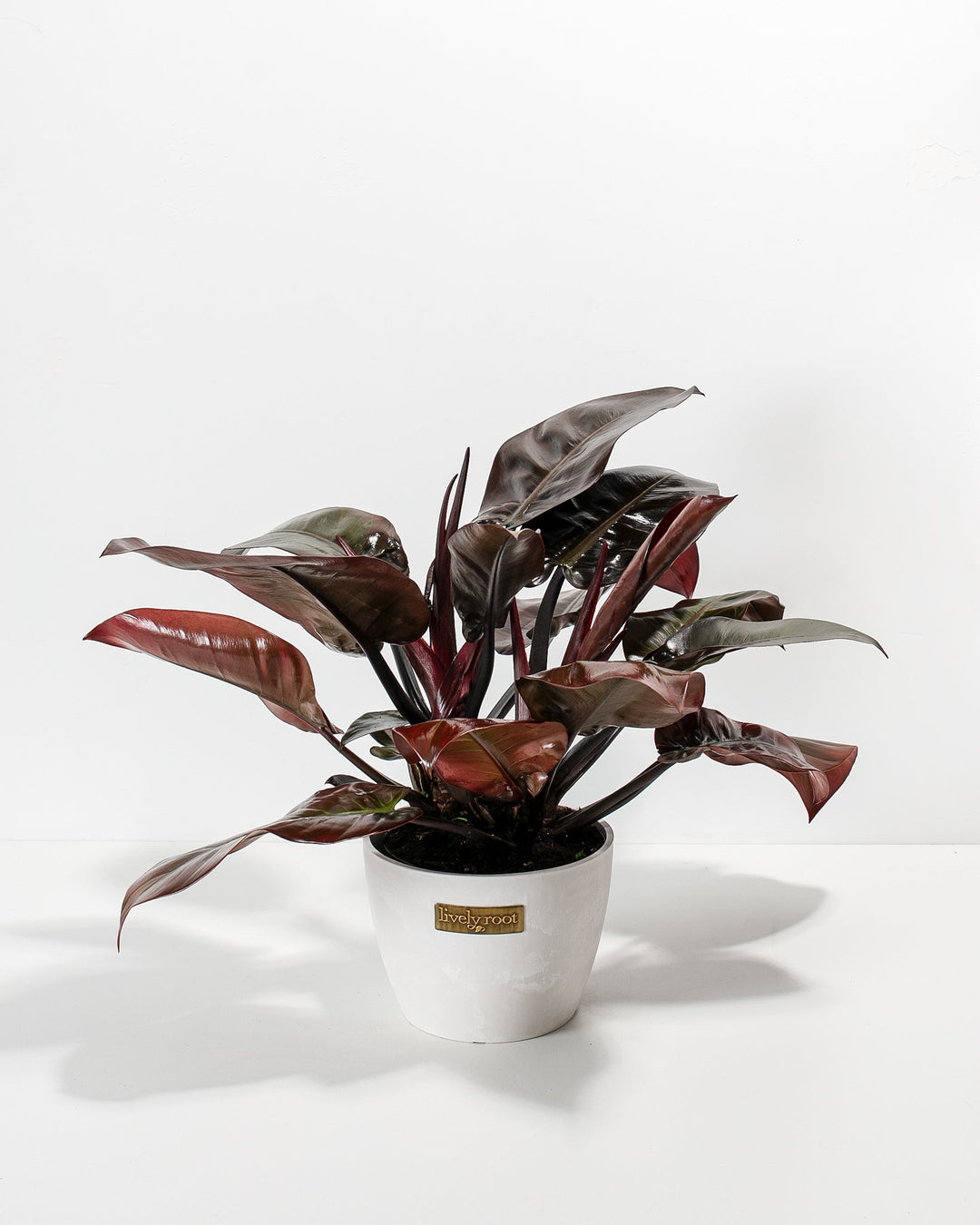 Philodendron Black Cardinal in 6-inch white ceramic pot with Lively Root tag, burgundy-red stems and deep maroon-black arrow leaves, architectural tropical plant