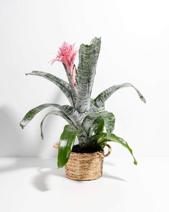 A Pink Aechmea Bromeliad houseplant with wide, arching green leaves featuring horizontal silver-white variegation and a vibrant, spiky pink inflorescence, potted inside a small woven seagrass basket planter with two low loop handles, set against a solid white studio background.