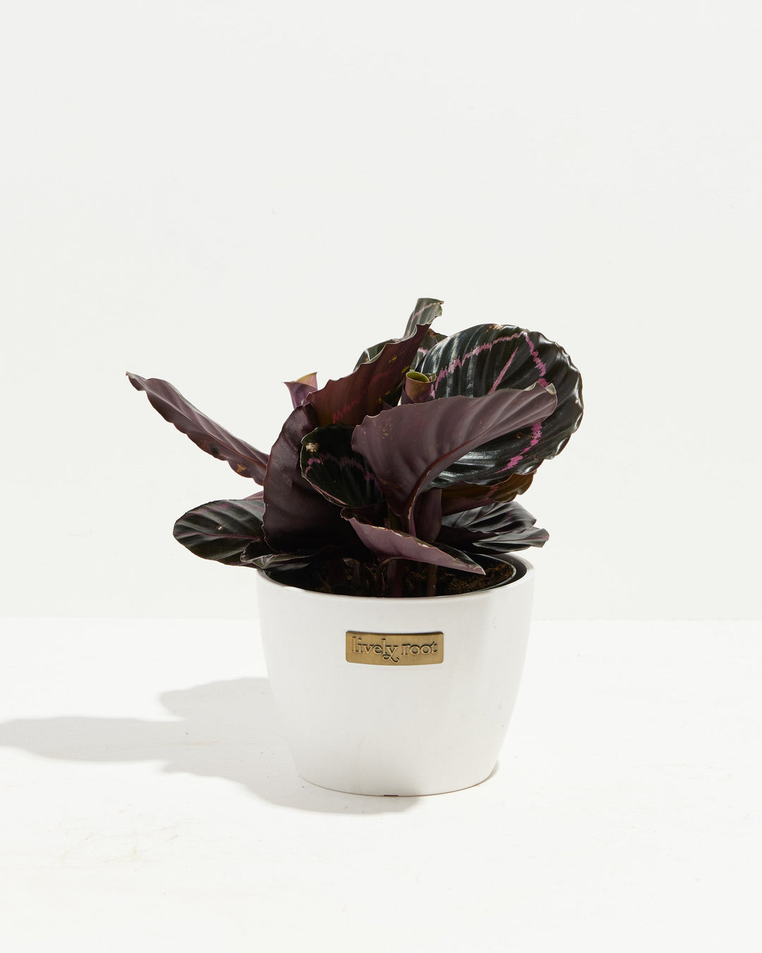 Dottie Prayer Plant (Calathea)