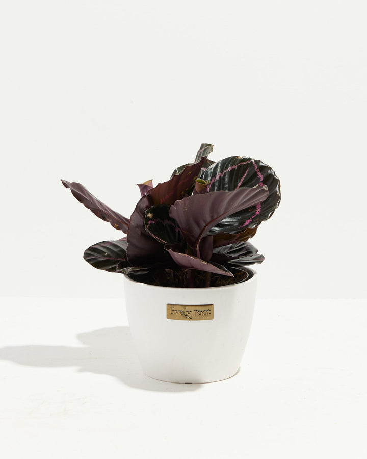 Dottie Prayer Plant (Calathea)