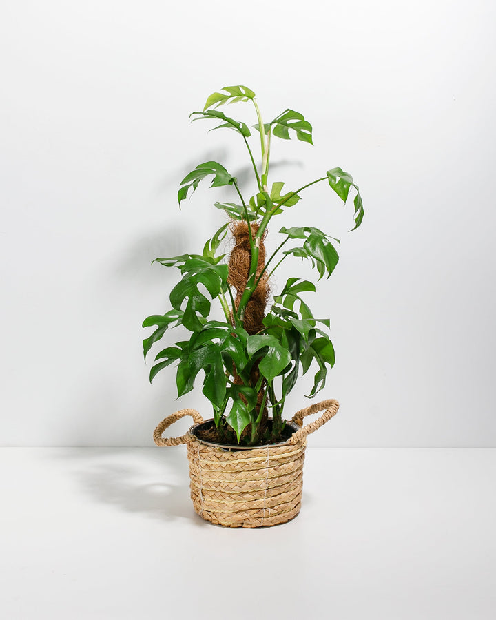Philodendron Ginny with Totem