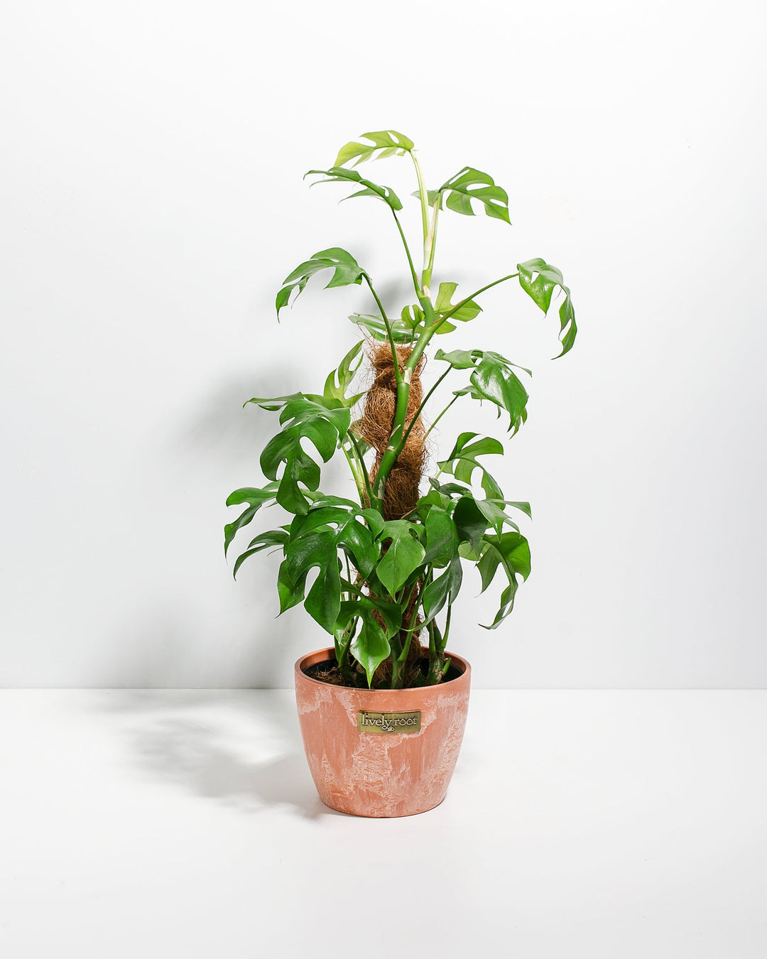 Philodendron Ginny with Totem