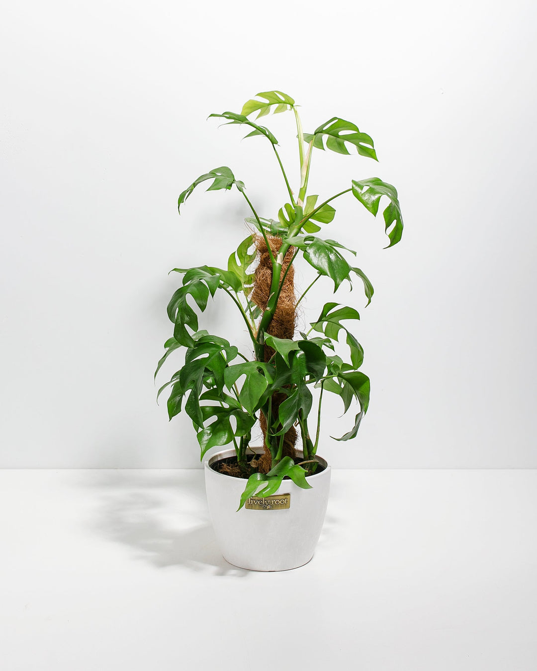 Philodendron Ginny with Totem