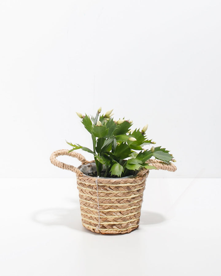 Yellow Christmas Cactus