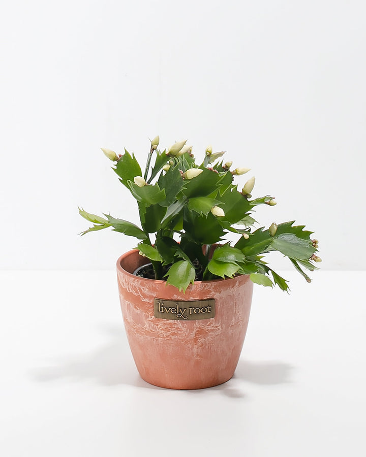 Yellow Christmas Cactus