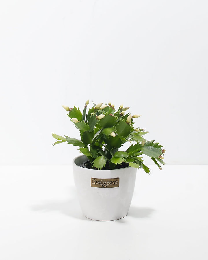 Yellow Christmas Cactus