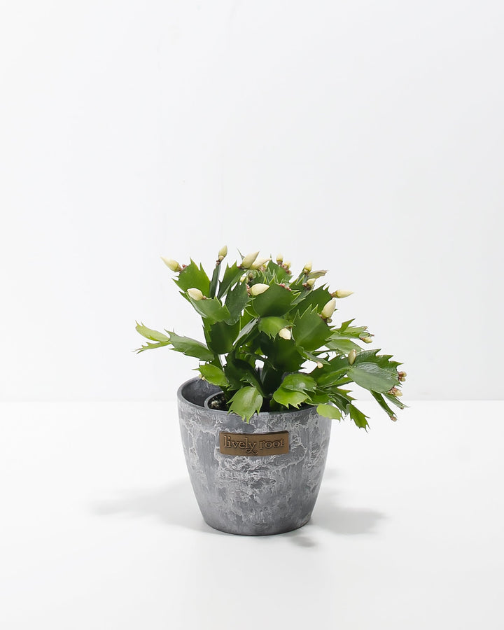 Yellow Christmas Cactus