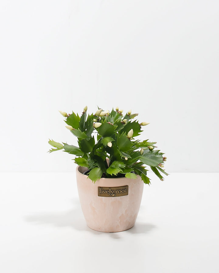 Yellow Christmas Cactus