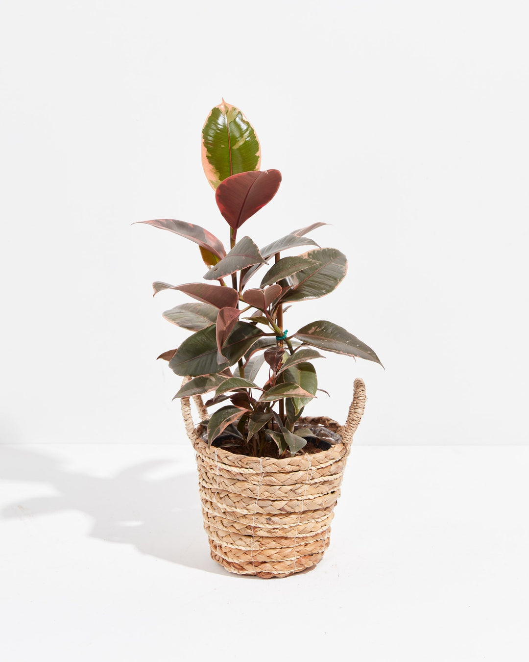 Ruby Rubber Tree Plant featuring a multi-stemmed growth habit with thick, variegated leaves displaying dark green centers and pinkish-red margins, housed in a woven straw basket planter with two small loop handles, centered against a clean white background.
