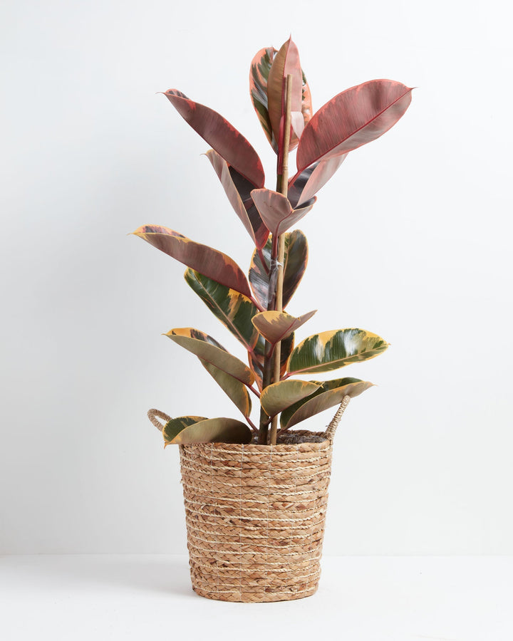 Ruby Rubber Tree Plant featuring a tall, upright central stalk lined with large, thick oval leaves, displaying golden-yellow and dark green variegation near the bottom and a prominent pinkish-red hue on the upper leaves, supported by a vertical bamboo dowel and housed in a woven straw basket planter with two small loop handles, centered against a clean white background.