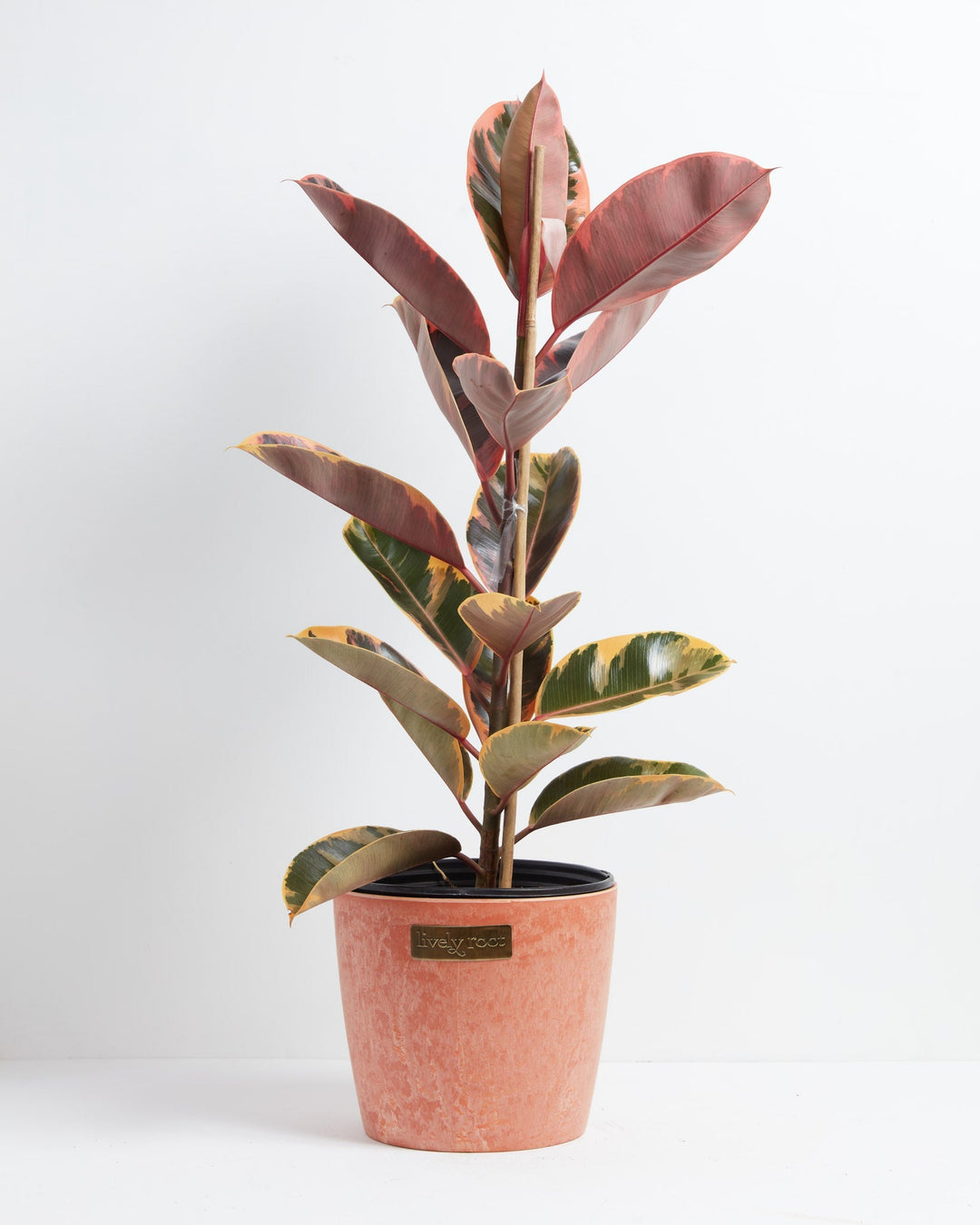 Ruby Rubber Tree Plant featuring a tall, upright growth habit with large, thick oval leaves displaying golden-yellow, dark green, and vibrant pinkish-red variegation, supported by a central bamboo dowel and housed in a modern, textured terracotta-pink ceramic planter with a small gold brand plate, centered against a clean white background.