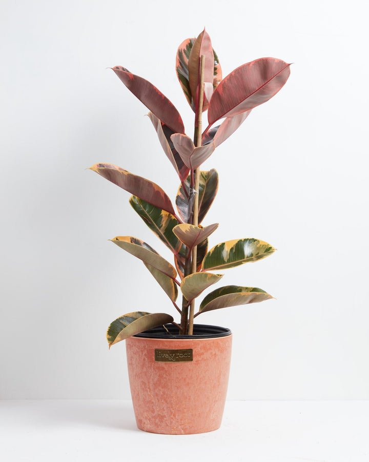 Ruby Rubber Tree Plant featuring a tall, upright growth habit with large, thick oval leaves displaying golden-yellow, dark green, and vibrant pinkish-red variegation, supported by a central bamboo dowel and housed in a modern, textured terracotta-pink ceramic planter with a small gold brand plate, centered against a clean white background.