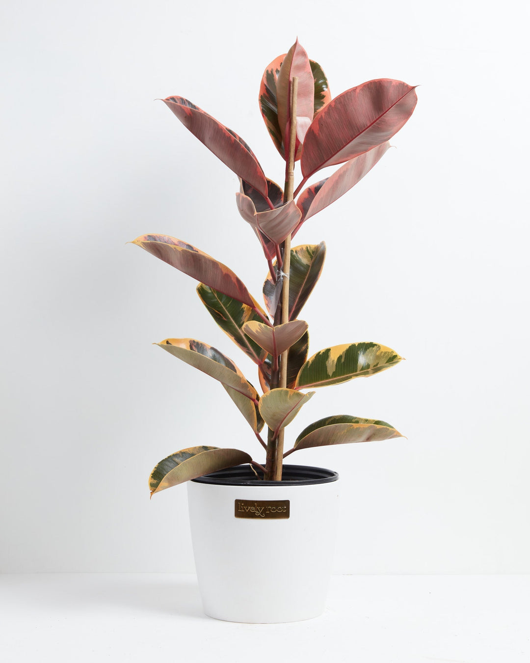 Ruby Rubber Tree Plant lifestyle graphic featuring a person's hand holding a small potted plant with thick, variegated green and pink leaves in a black plastic grower pot, set against the backdrop of a lush greenhouse nursery filled with rows of green plants.