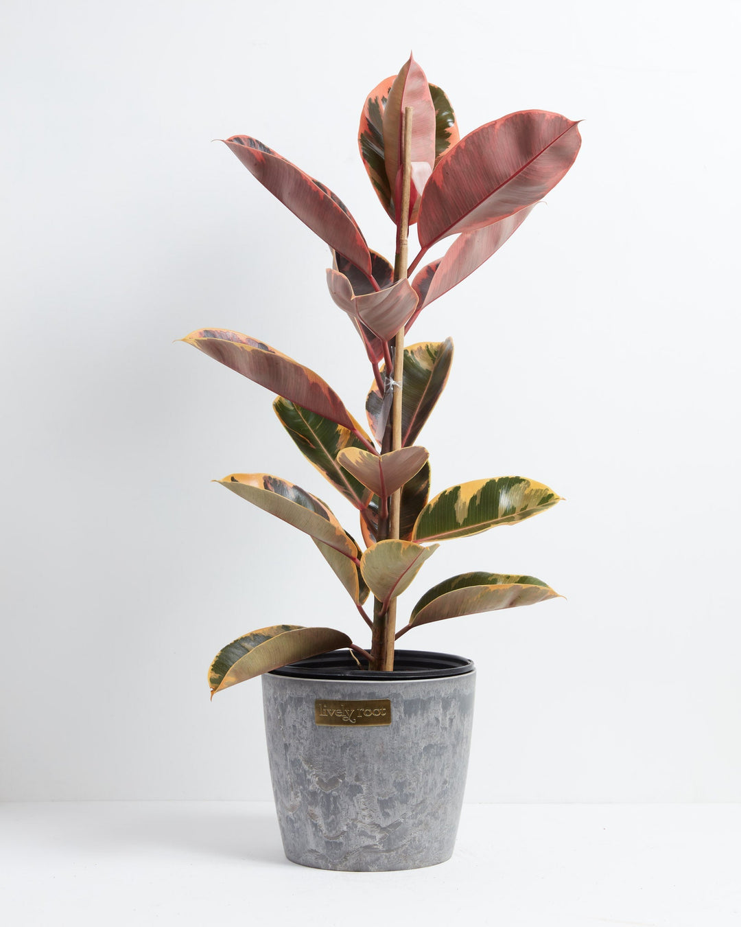 Ruby Rubber Tree Plant featuring a tall, upright growth habit with large, thick oval leaves displaying golden-yellow, dark green, and vibrant pinkish-red variegation, housed in a modern, cylinder-shaped gray ceramic planter with a matching saucer, centered against a clean white background.