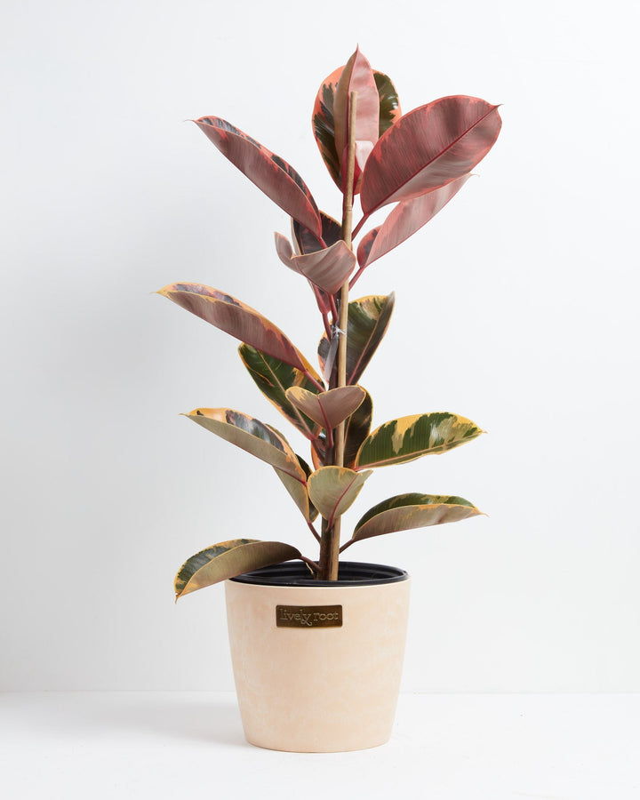Ruby Rubber Tree Plant featuring a tall, upright growth habit with large, thick oval leaves displaying golden-yellow, dark green, and vibrant pinkish-red variegation, supported by a central bamboo dowel and housed in a modern, textured cream ceramic planter with a small gold brand plate, centered against a clean white background.