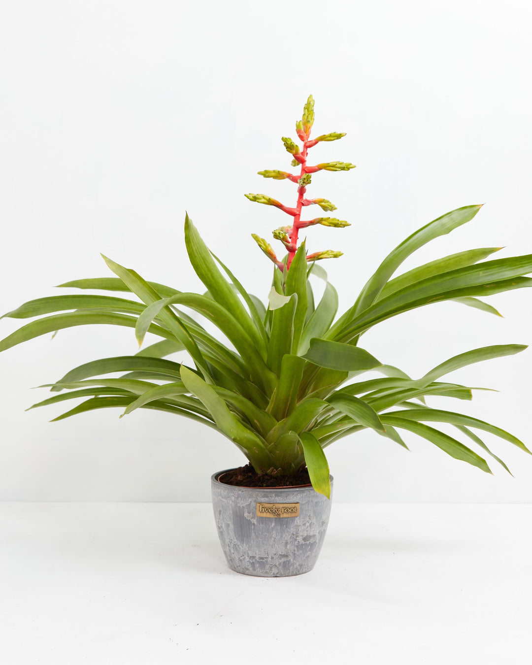 Aechmea Bromeliad