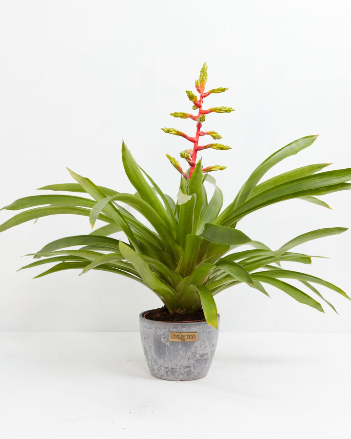 Aechmea Bromeliad