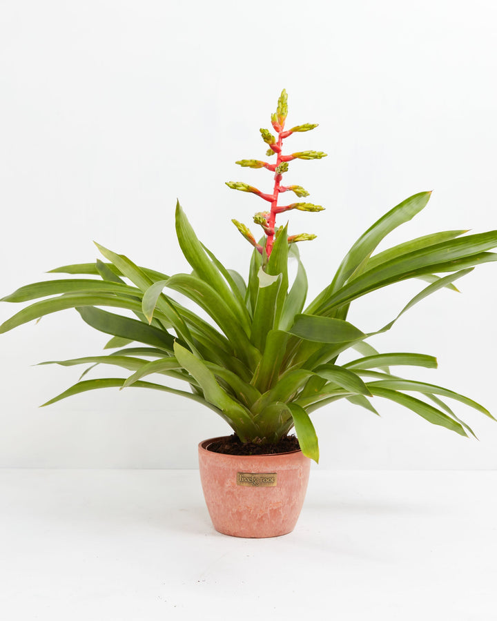 Aechmea Bromeliad