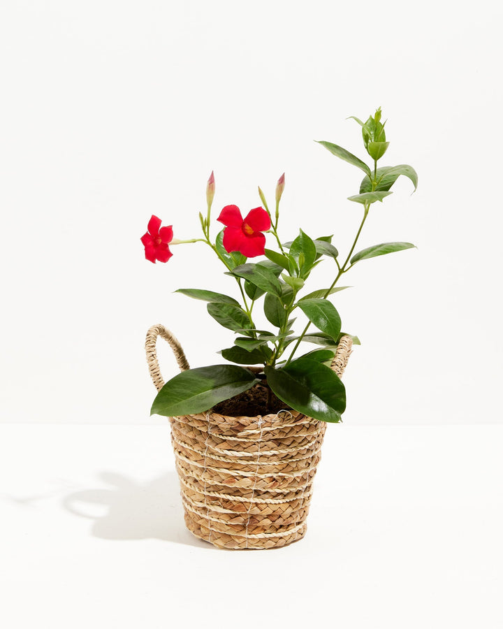 Mandevilla Red