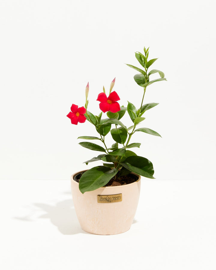 Mandevilla Red