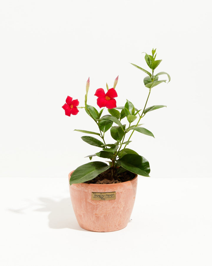 Mandevilla Red