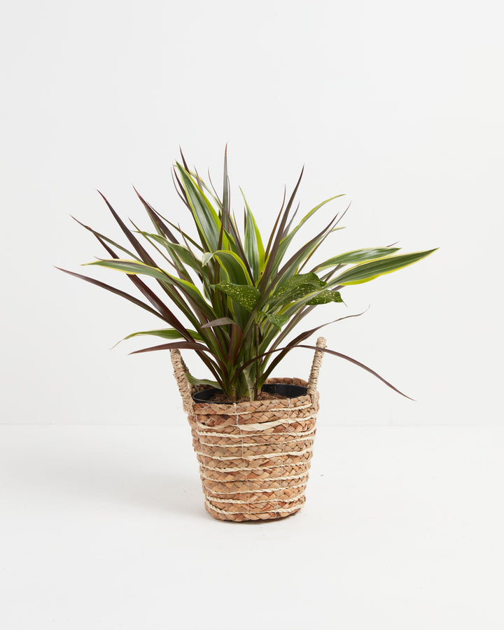 Black Leaf Dragon Tree Collection (Dracaena)
