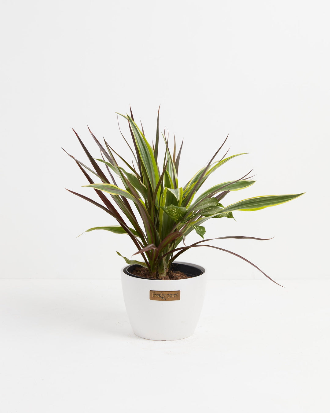 Black Leaf Dragon Tree Collection (Dracaena)