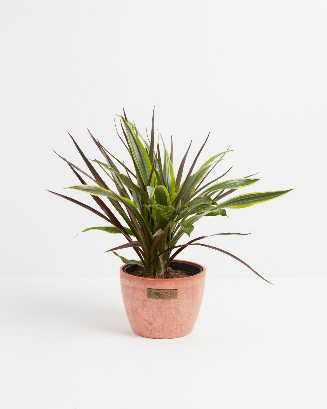Black Leaf Dragon Tree Collection (Dracaena)