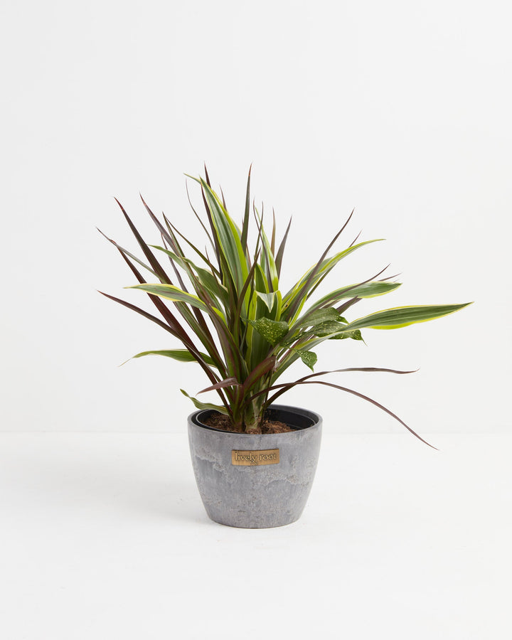 Black Leaf Dragon Tree Collection (Dracaena)
