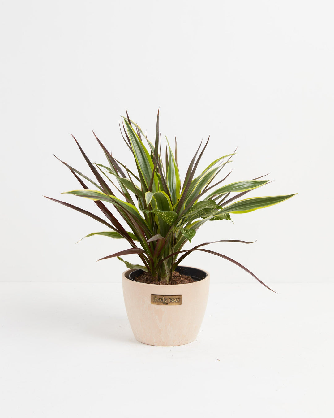 Black Leaf Dragon Tree Collection (Dracaena)